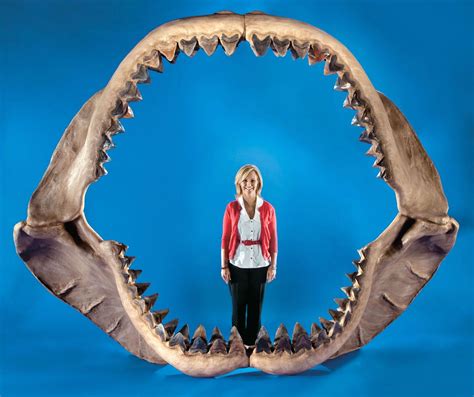 Megalodon Pictures .